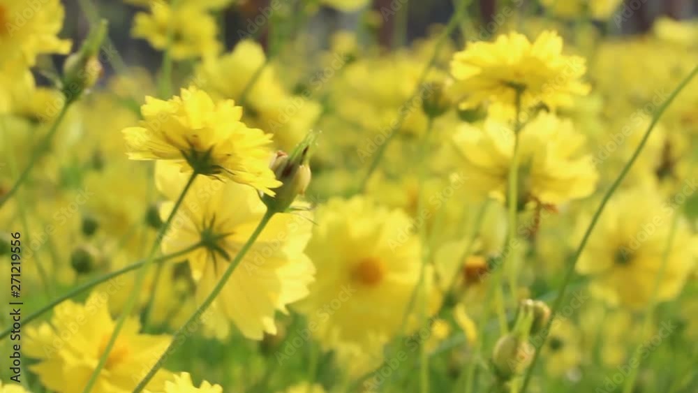 Close up beautiful yellow cosmos flowers bloomimg in garden, Wind blowing flowers. Close up beautiful yellow cosmos flowers bloomimg in garden, Wind blowing flowers.