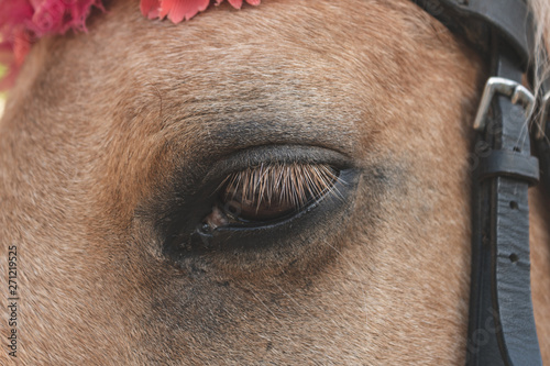 Eyes and eyelashes mare. Good and sad look horse