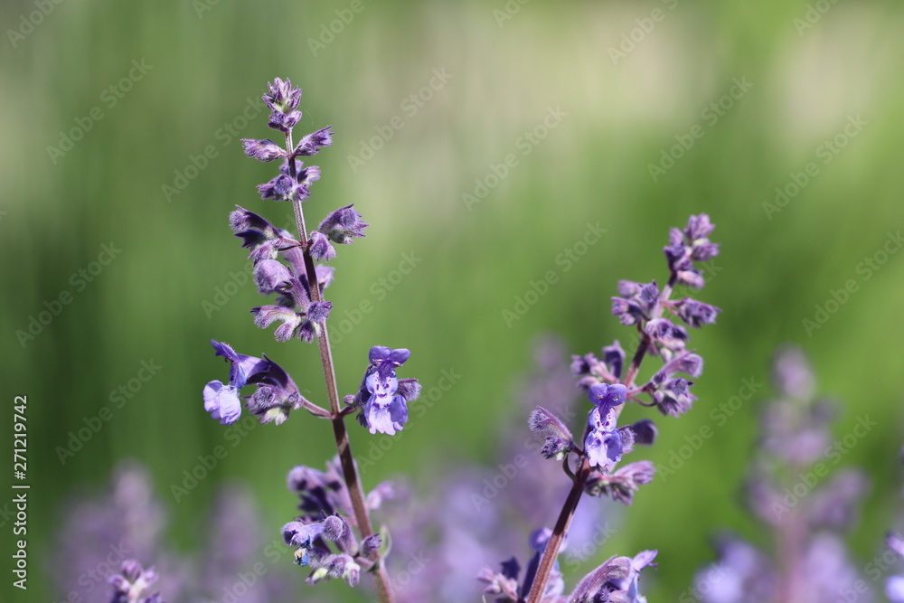 Detailansicht der Naturheilpflanze Lavendel - mit Textfreiraum Detailansicht der Naturheilpflanze Lavendel - mit Textfreiraum