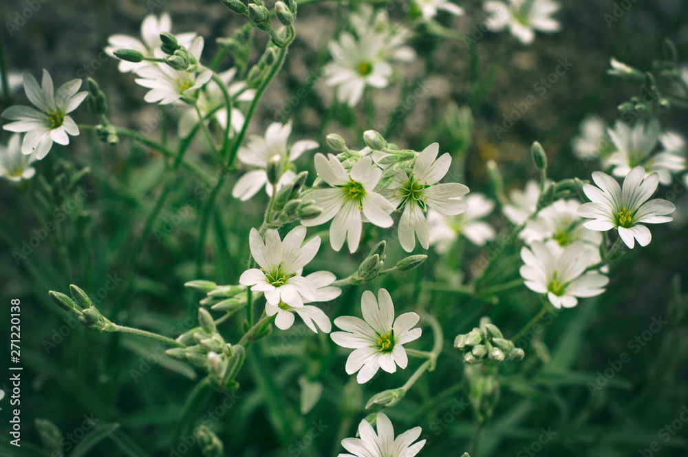 Obraz premium White stellaria delicate flowers. Stellaria growth in field, Caryophillaceae - Stellaria holostea flower