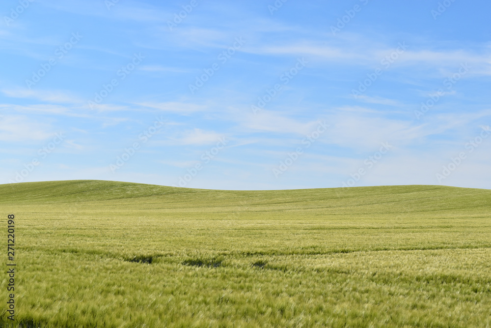 green field of grass and blue sky