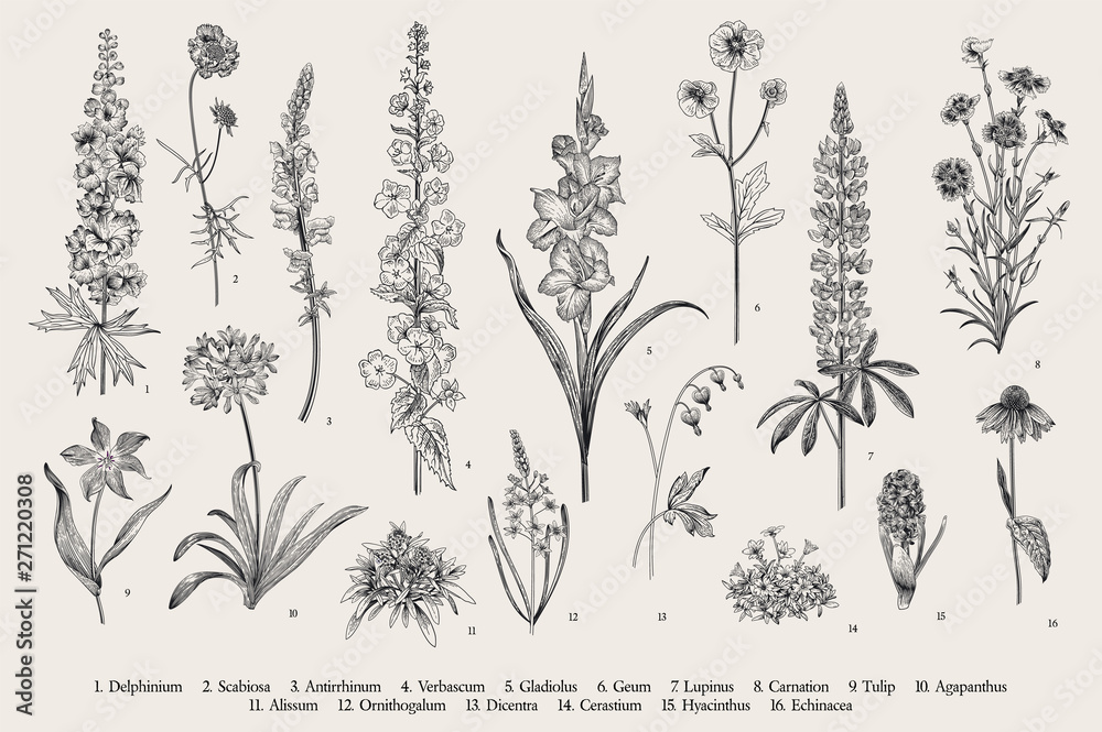 Garden flowers. Set. Vintage vector botanical illustration. Black and white - obrazy, fototapety, plakaty 