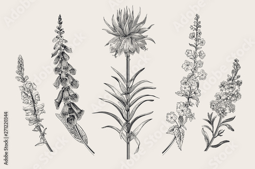 Summer floral composition. Design elements. Garden Flowers. Vector vintage botanical illustration. Black and white