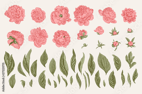 Vintage vector botanical illustration. A set of independent elements. Flowers, buds and leaves of peonies.