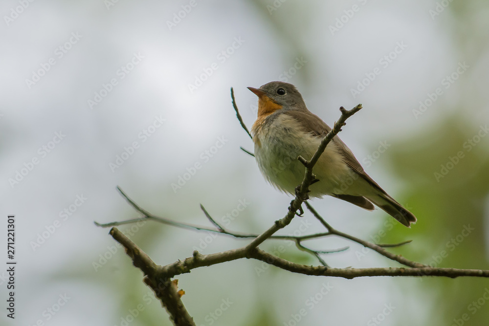 Obraz premium Red breasted flycatcher on a branch in the forest