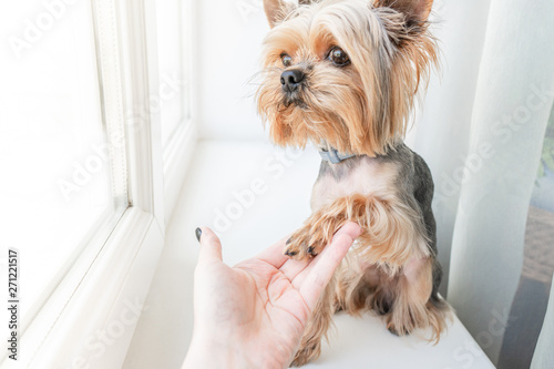 Dog Yorkshire Terrier on the window gives paw