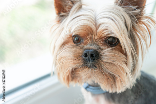 Dog yorkshire terrier on the window