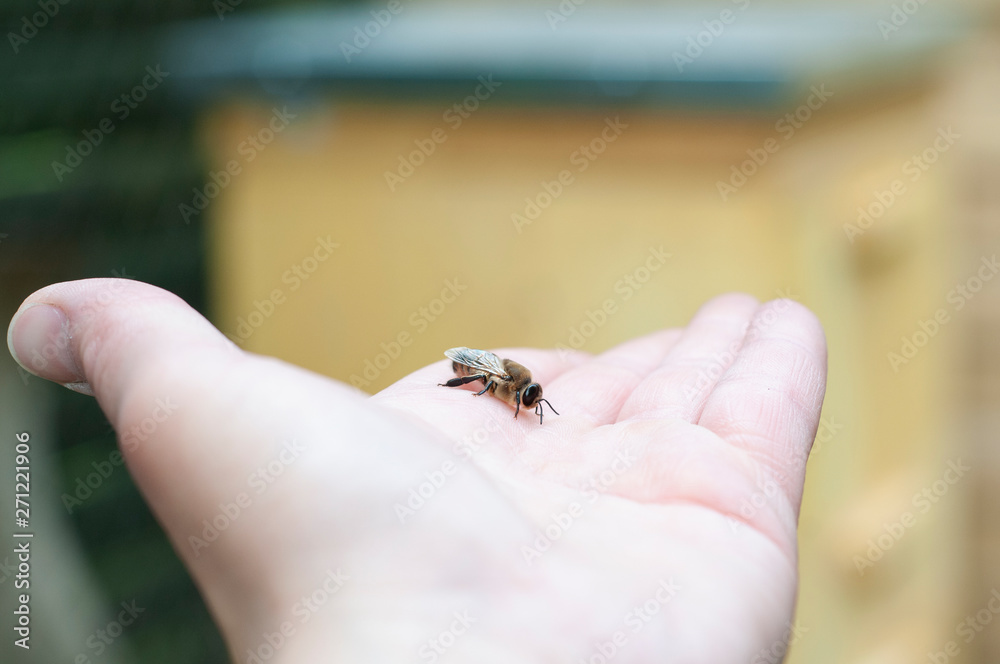 Obraz premium truteń na dłoni