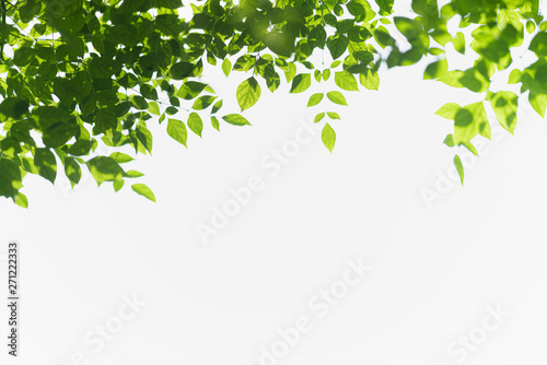 Nature of green leaf in garden at summer. Natural green leaves plants using as spring background cover page greenery environment ecology wallpaper