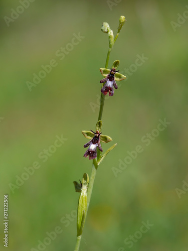 Ophrys insectifera, the Fly orchid.