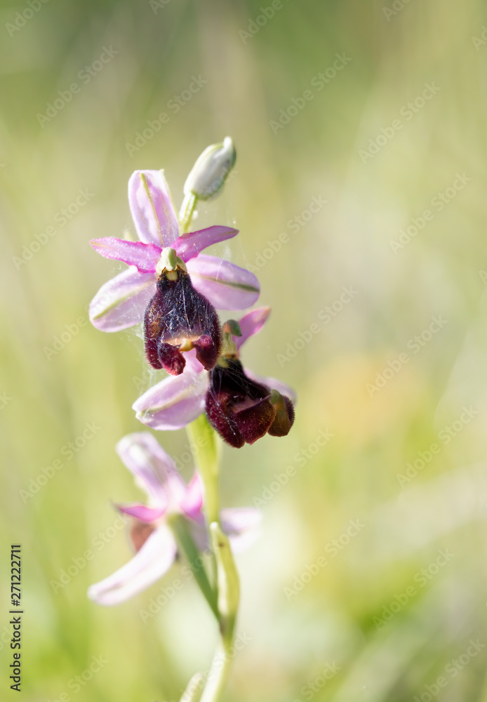 Ophrys bertolonii, a wild orchid typical of the Italian Apennines. Ophrys bertolonii, a wild orchid typical of the Italian Apennines.