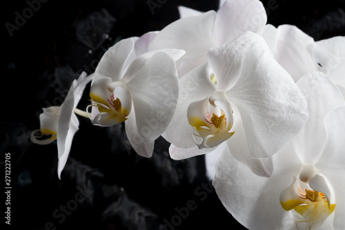 White orchid flowers agaist glamour black  background. close up shot