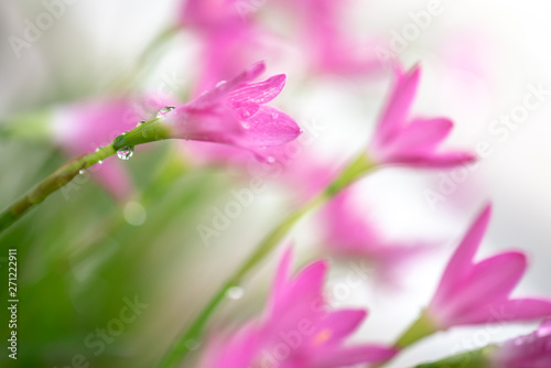 Pink flowers with water drops.