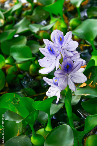 Water hyacinth is blooming