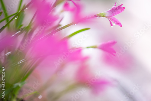 Pink flowers with water drops.