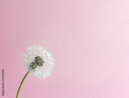 fluffy dandelion on a delicate pink background with space for text