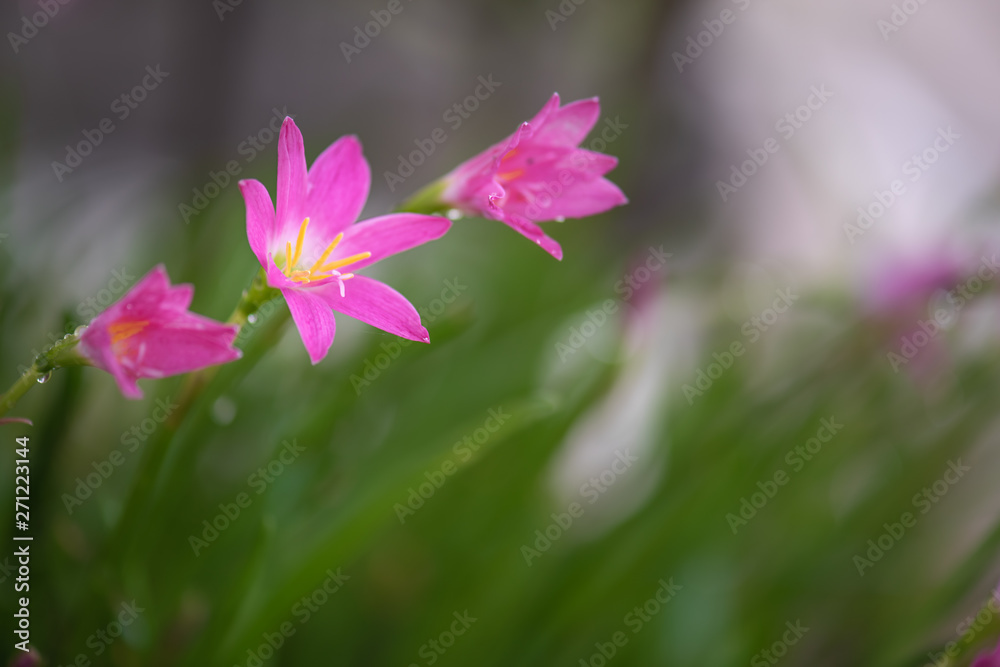 Pink flowers with water drops. Pink flowers with water drops.
