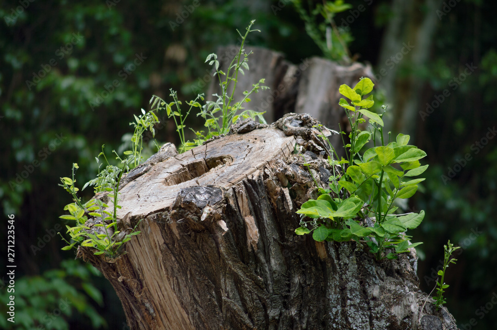 Obraz premium Cut tree in a natural park