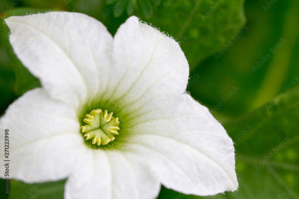 Close up White flower of Lvy Gourd or Cocconia grandis (L.) Voigt with green leaves background.