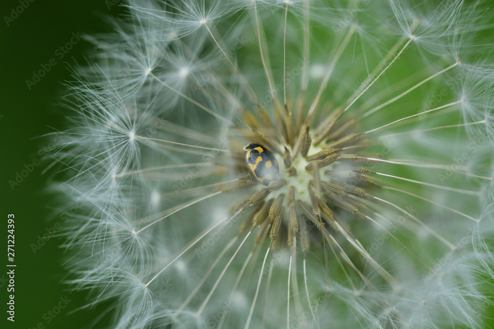 Fototapeta premium ladybird on the white dandelion on a green background