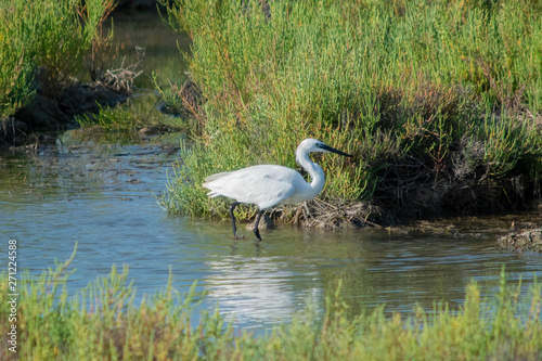 Garceta com  n  Egretta garzetta  paseando por el agua de un peque  o lago cerca de los humedales del Delta de l Ebre  Catalunya  Espa  a.