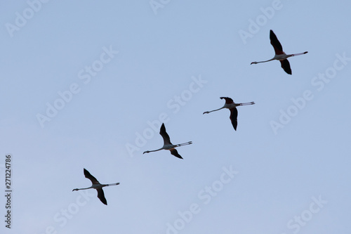 Tableau sur toile Bandada de cuatro flamencos volando en formación durante su período migratorio