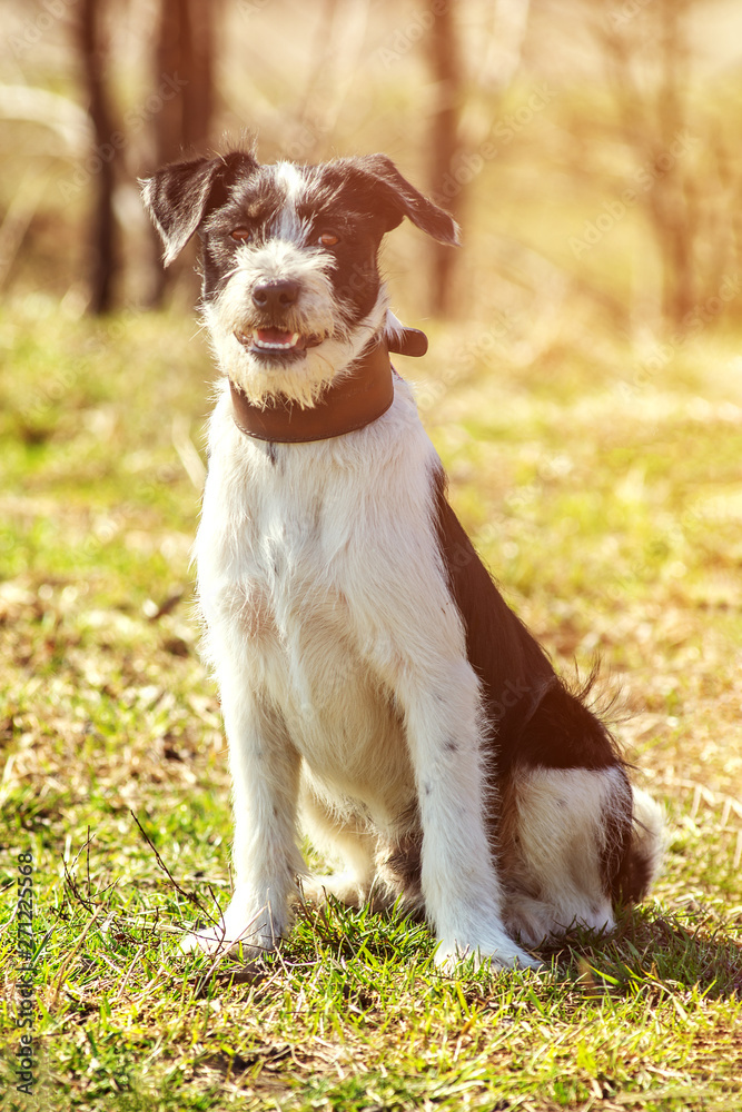 Portrait of elegant terrier dog sit in sunlit field