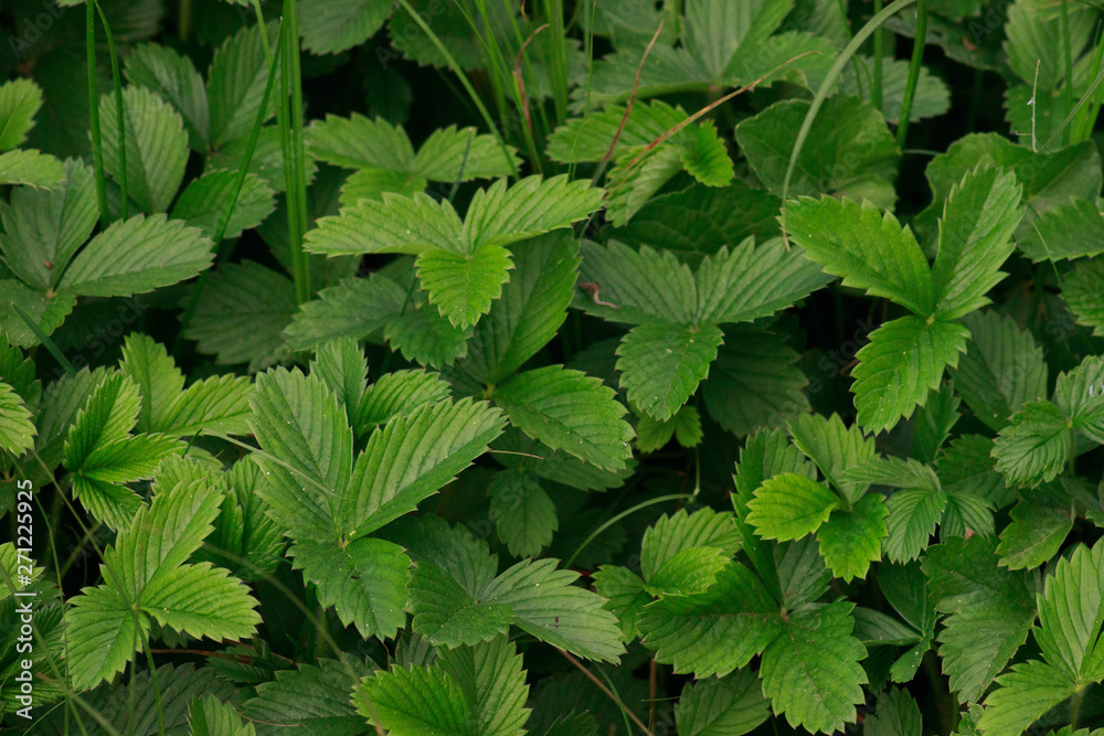 background of green leaves background of green leaves