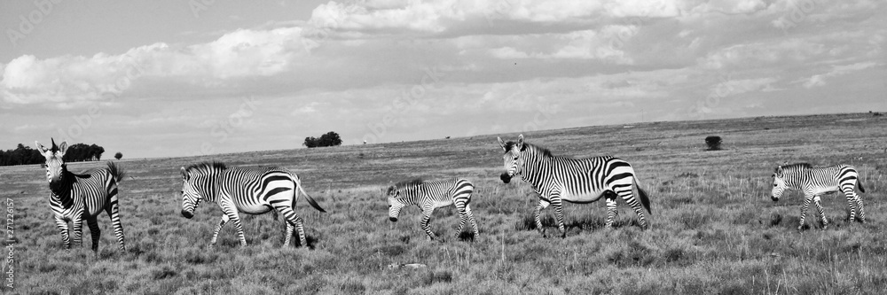 Fototapeta premium Zebra Herde