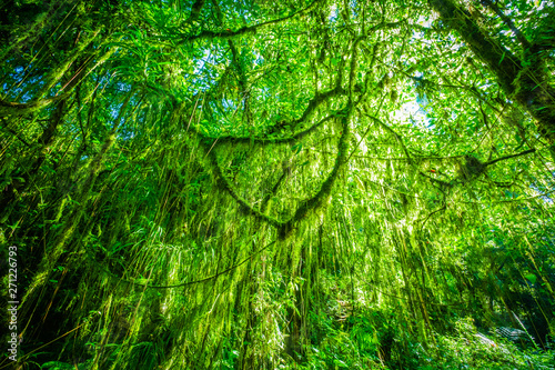 Fototapeta Naklejka Na Ścianę i Meble -  Jungle near Mount Rinjani, Lombok, Indonesia