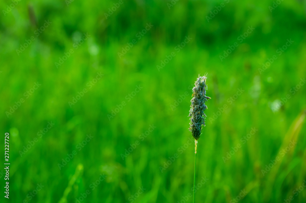 single stalk of Timothy-grass aka Meadow foxtail 