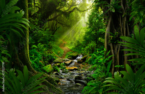 Photographie Southeast Asian rainforest with deep jungle