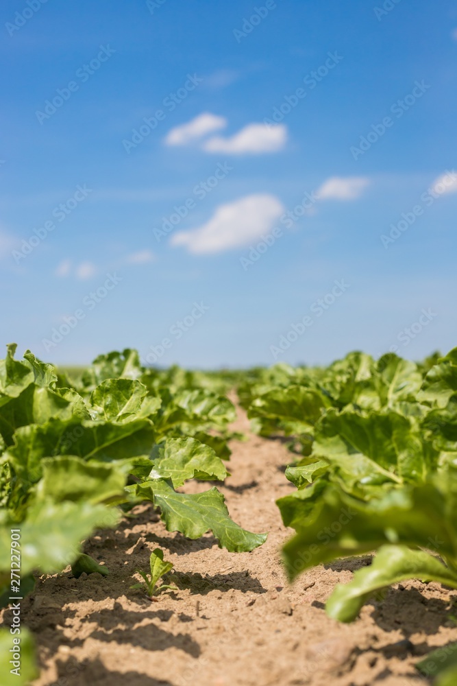 Young green beet plants on the field. Young beet Plants