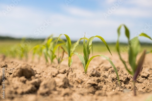  Young green corn plants on the field. Young Corn Plants. Young Corn Plants in a row. 