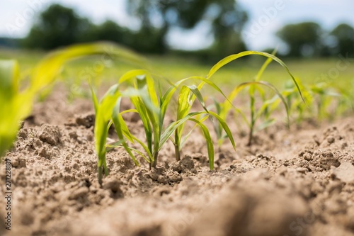  Young green corn plants on the field. Young Corn Plants. Young Corn Plants in a row. 