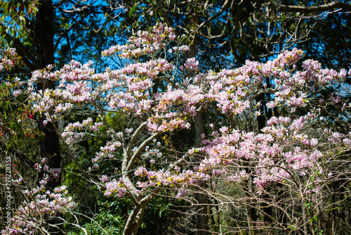 White blossom tree in Sintra Park