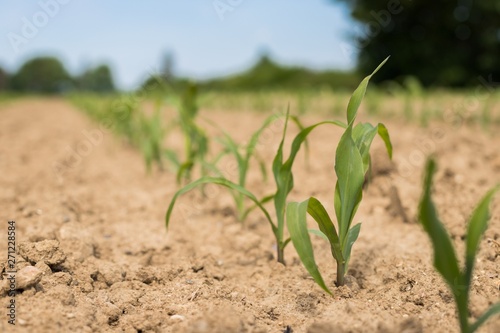 Very young corn plants in a row on the field. Young Corn Plants. 