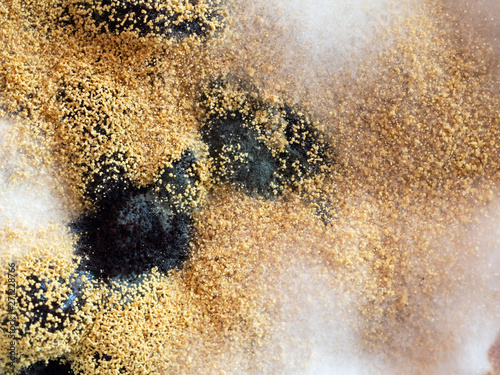 Black mold. Mold spores, macro. Top view photo