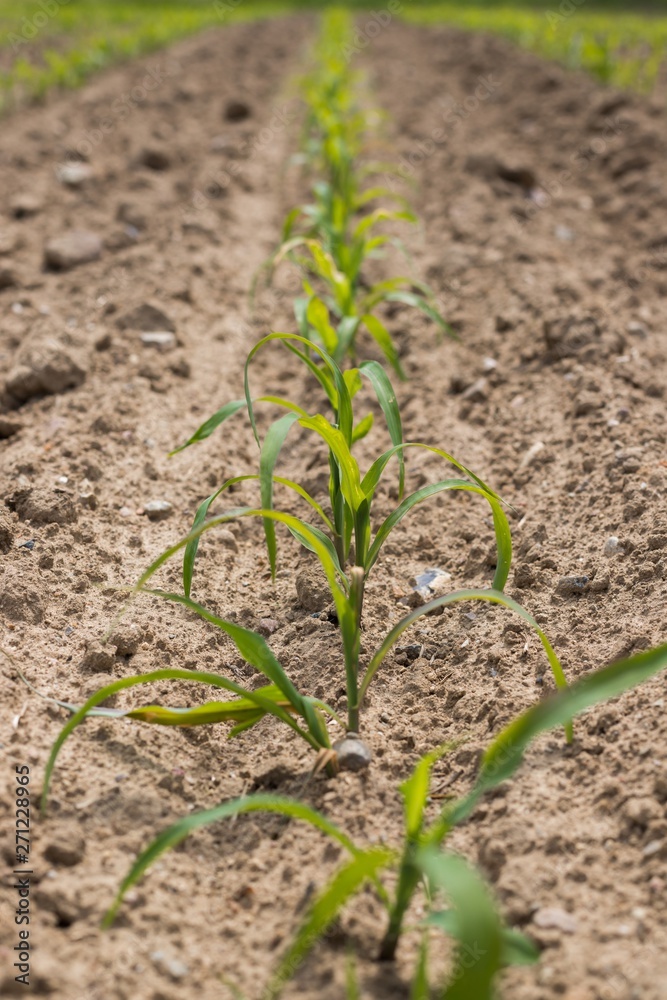 Very young corn plants in a row on the field. Young Corn Plants. Very young corn plants in a row on the field. Young Corn Plants.