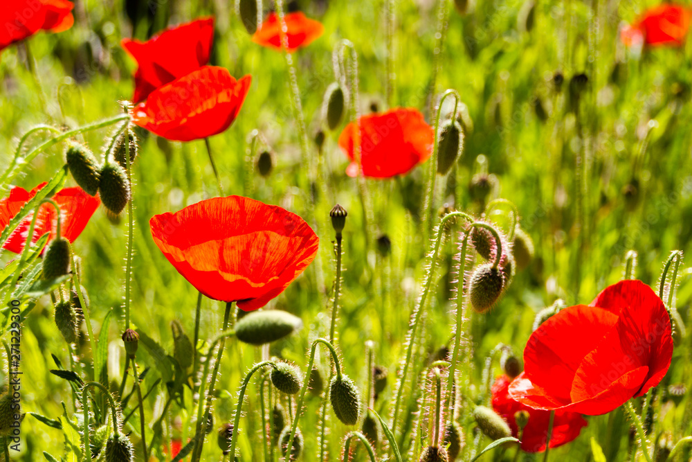 Fototapeta premium Field with red Common Poppy (Papaver rhoeas), of the poppy family Papaveraceae. The poppy is also a symbol of dead soldiers since World War 1.