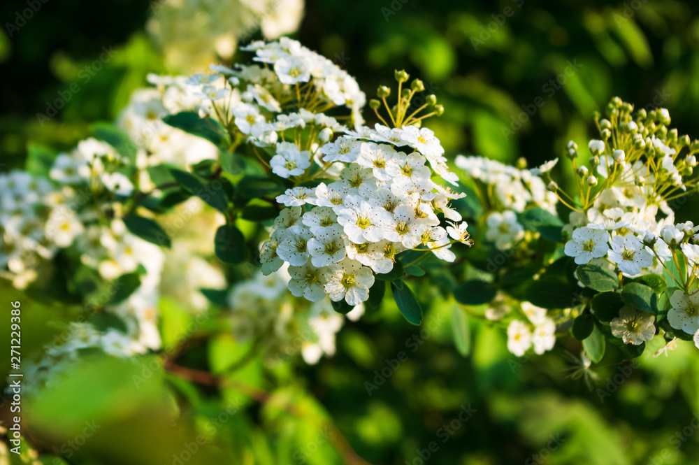white blossoms of common hawthorn (Crataegus monogyna) white blossoms of common hawthorn (Crataegus monogyna)