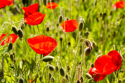 Field with red Common Poppy (Papaver rhoeas), of the poppy family Papaveraceae. The poppy is also a symbol of dead soldiers since World War 1.