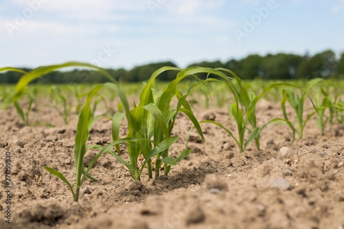  Young green corn plants on the field. Young Corn Plants. Young Corn Plants in a row. 