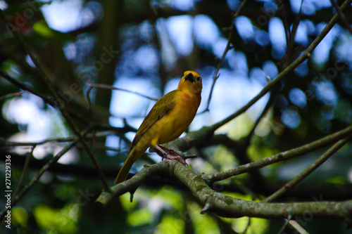 Sun Bird in Aviary on Branch