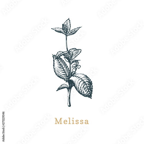 Vector Melissa sketch. Drawn spice herb in engraving style. Botanical illustration of organic, eco plant.