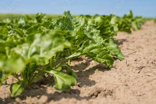 Young green beet plants on the field. Young beet Plants