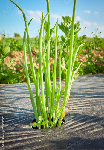 Close up picture of chives on organic farm field patch covered with plastic mulch used to suppress weeds and conserve water  selective focus.