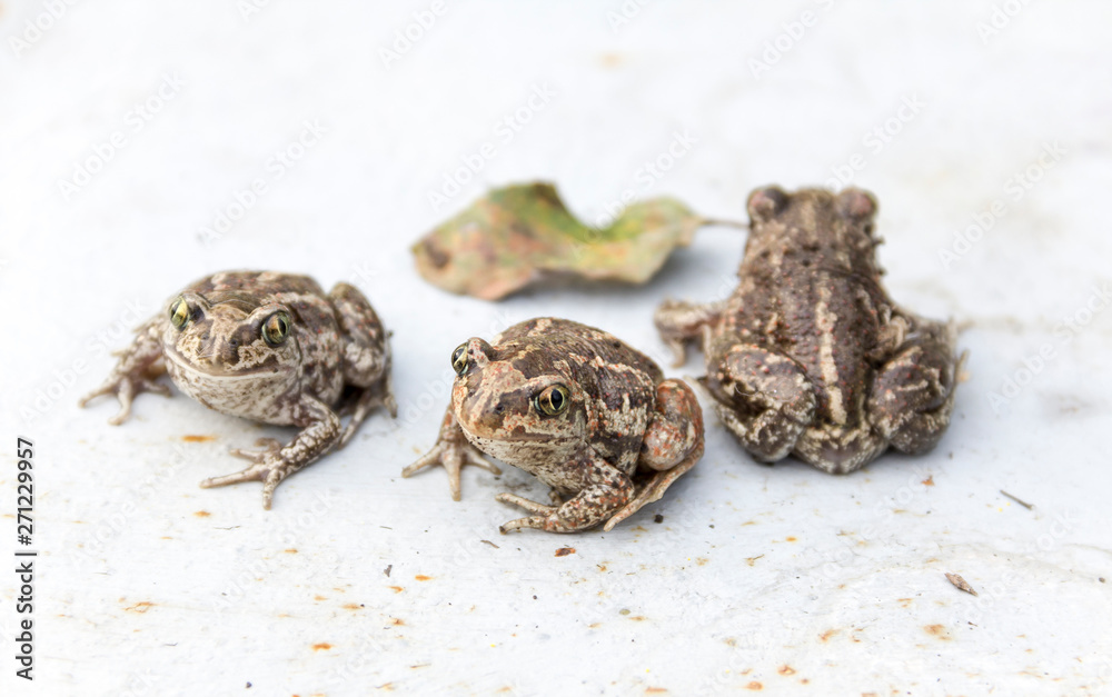 Common garlic frog. Pelobates fuscus