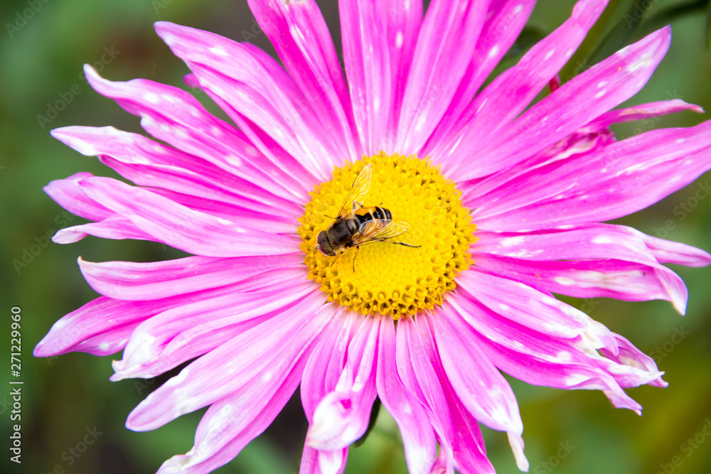 Wasp sits on a flower pink asters