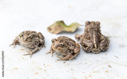 Obraz na płótnie Common garlic frog. Pelobates fuscus w salonie